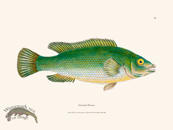 (image for) 025 Streaked Wrasse