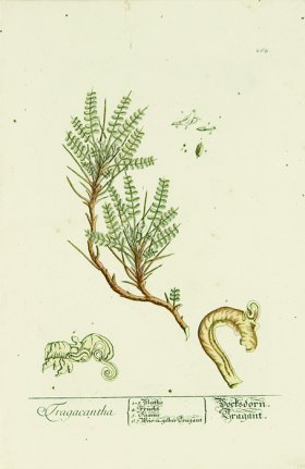 Blackwell German 246