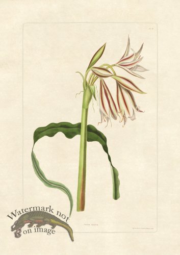 (image for) Edward bury 18