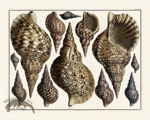 (image for) Seba B2 081 Shells