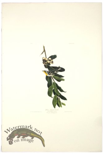 Yellow Throated Warbler