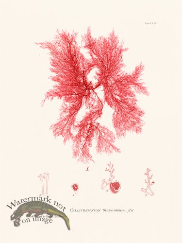 (image for) Bradbury Seaweed 127