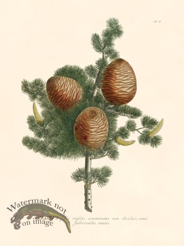 (image for) Trew Botanical 01