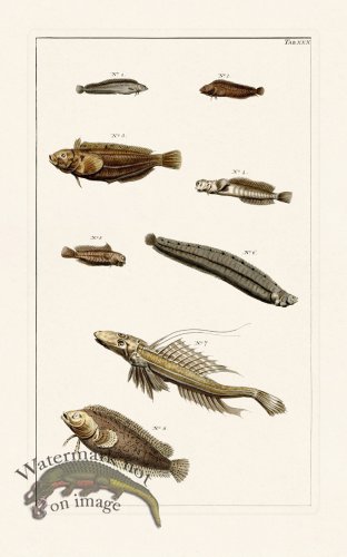 (image for) Seba B2 030