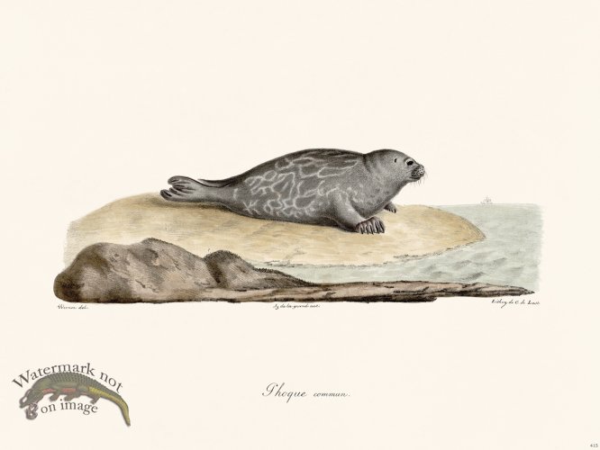 (image for) Cuvier 415 Common Themes