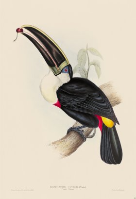 (image for) Cuviers Toucan