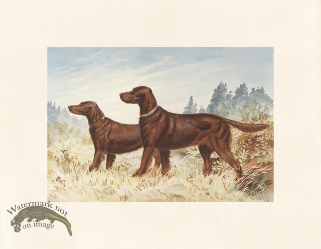 (image for) Pope Dog 14 Champion Red Irish Setters