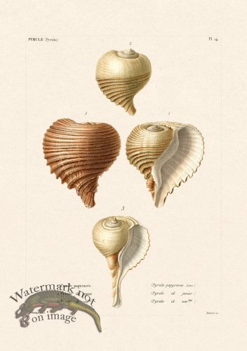 (image for) French Shell 014