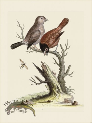(image for) Edwards 043 Chinese Sparrows