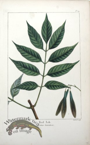 (image for) 26 Red Ash