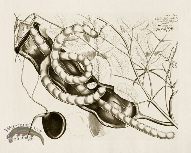 (image for) HORTUS VOl 08 32