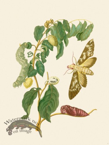 (image for) Merian Metamorphosis 03