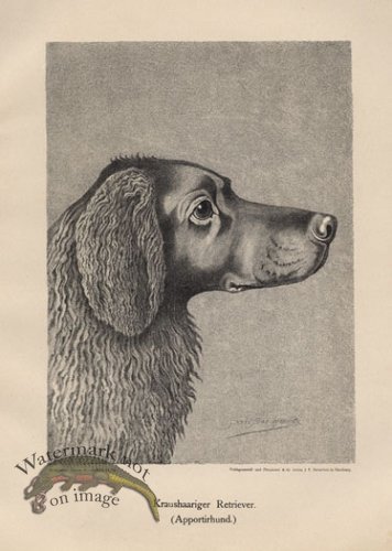 (image for) 1890s Dogs 15