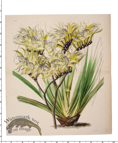 (image for) Curtis Botanical 088