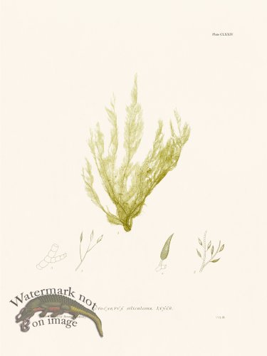 (image for) Bradbury Seaweed 174