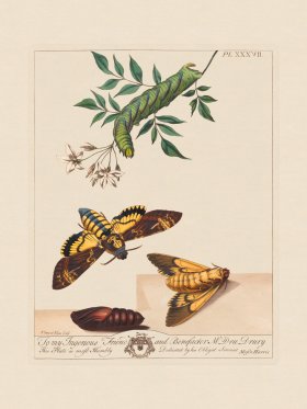 Moses Harris Insects 37