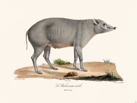 Cuvier 240 The Babiroussa Male