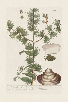 BEE 477 The Larch=Tree