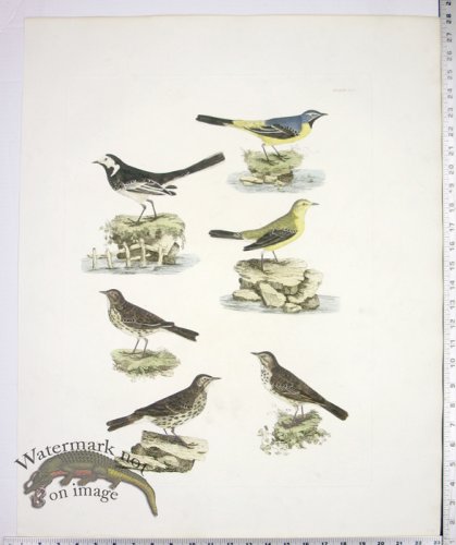 Wagtails and Pipits