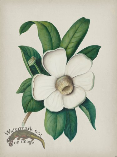 (image for) Andean Botanicals 025