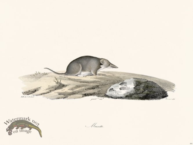 (image for) Cuvier 303 Muselte