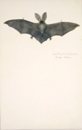 162 Swedish Birds . Vespertilio Auritus.Long-Eared Bat