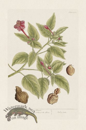 (image for) BEE 404 Jallap