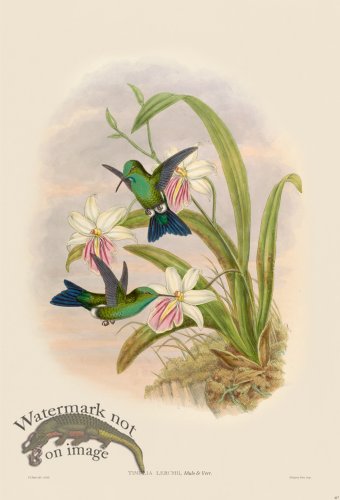 (image for) Gould Hummingbird 417