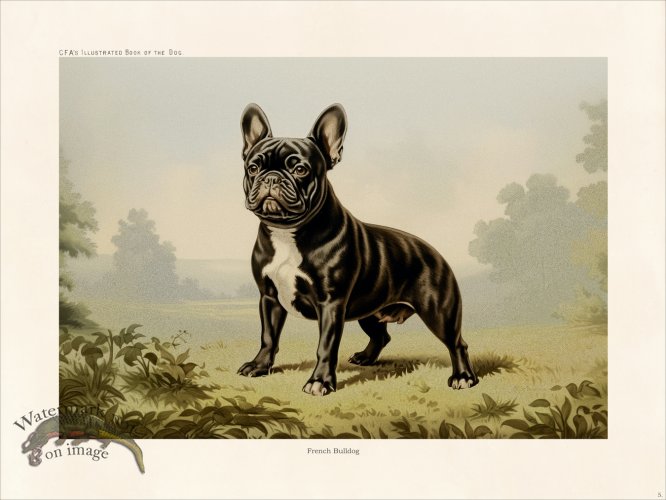 (image for) CFA Dog French Bulldog 05