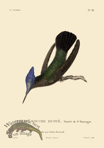 (image for) Humming Bird 50