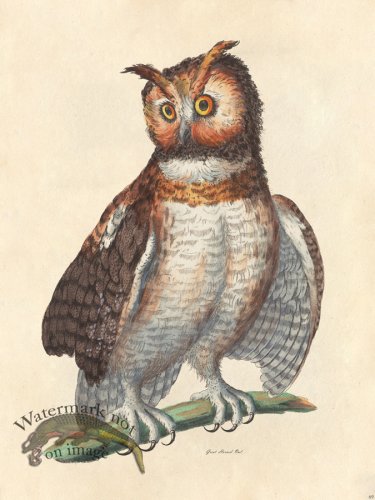 (image for) Great Horned Owl - Tribute Bd 69 M