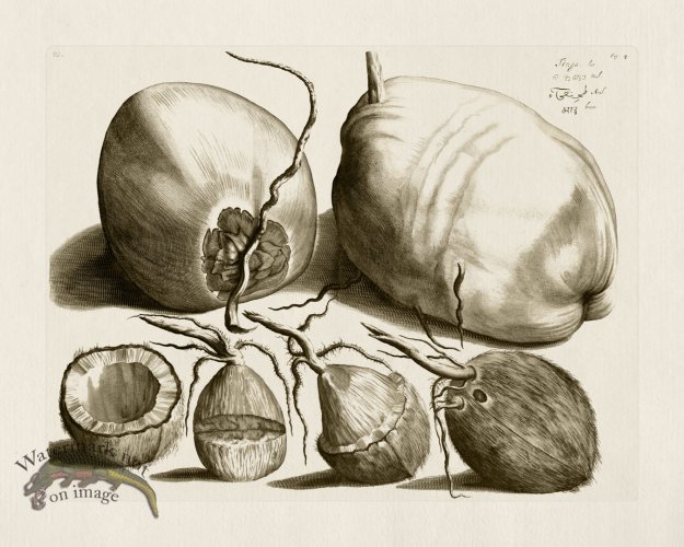 (image for) HORTUS VOL 01 04