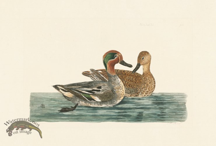 (image for) Pennant Zoology 046