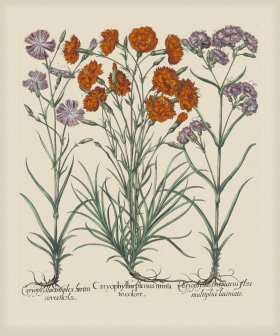 Besler 315 Colored B2