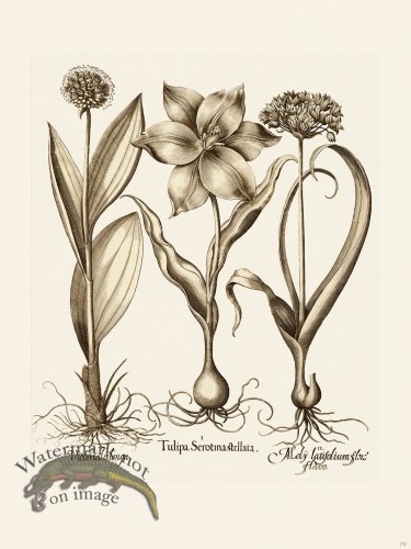 (image for) Besler 079 B1