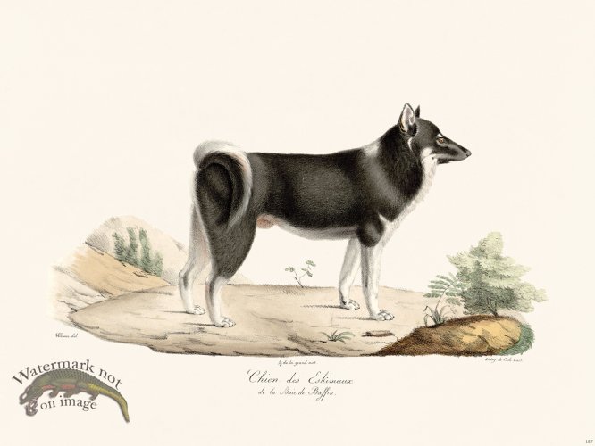 (image for) Cuvier 157 Eskimaux Dog