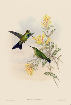 Gould Hummingbird 095