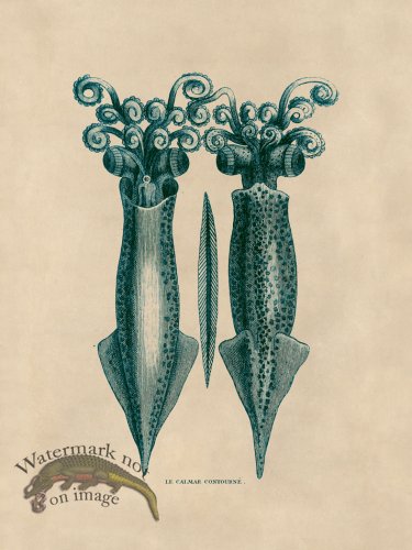 (image for) Octopus Teal 41