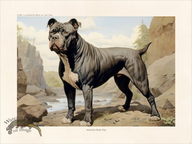 (image for) CFA Dog American Bully Dog 01
