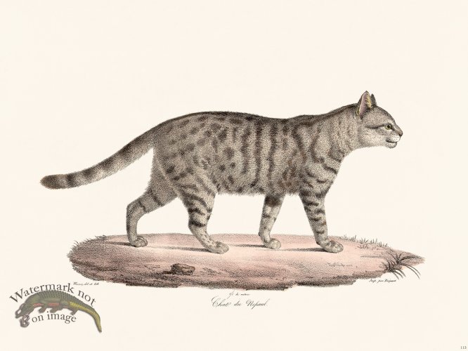 (image for) Cuvier 113 Nepaul Cat