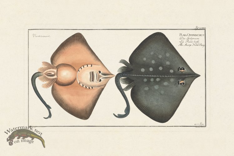 (image for) BLOCH FISH 080