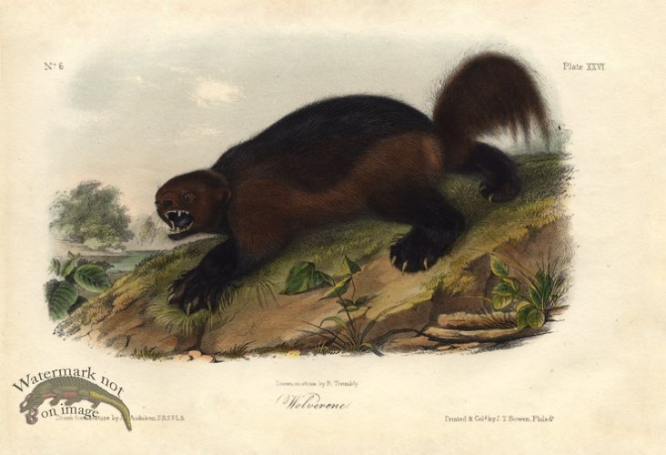 (image for) Wolverene