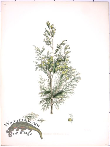 (image for) Lawson Pine Cone 33