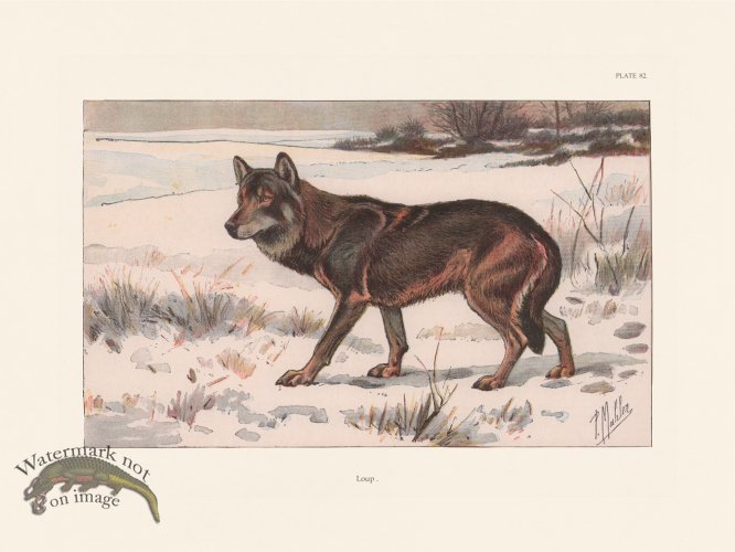 (image for) Les Chiens 082