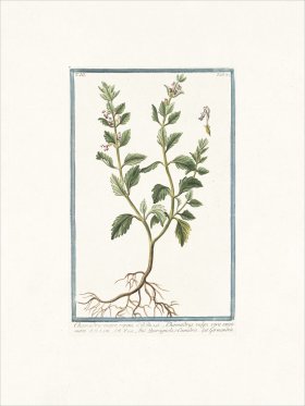 Bonelli 288 Germander