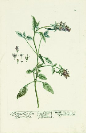 Blackwell German 203