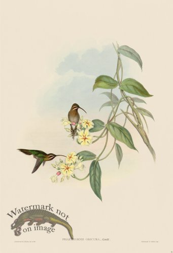 (image for) Gould Hummingbird 038