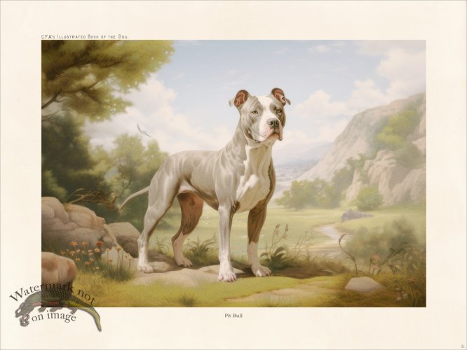 (image for) CFA Dog Pit Bull 03