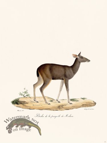 Cuvier 021 Doe of Malaca