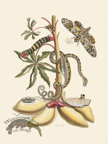 (image for) Merian Metamorphosis 05